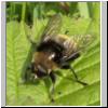 Merodon equestris - Narzissenschwebfliege 19.jpg